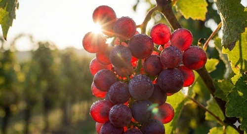 Pinotage