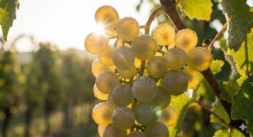 Sauvignon Blanc